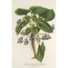 Reproduktion des Gemäldes Viola arborea Brandyana - Charles Antoine Lemaire