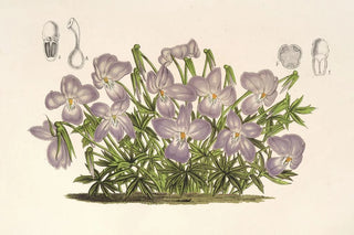 Charles Antoine Lemaire - Viola pedata.webp