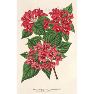 Charles Antoine Lemaire - Weigelia Middendorffiana var purpurata.webp