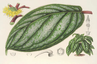 Charles Antoine Lemaire - Witheringia pogonandra.webp