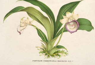 Charles Antoine Lemaire - Zygopetalum Warscewiczella marginatum.webp
