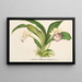 Zygopetalum Warscewiczella marginatum - Charles Antoine Lemaire — gerahmtes Bild an der Wand