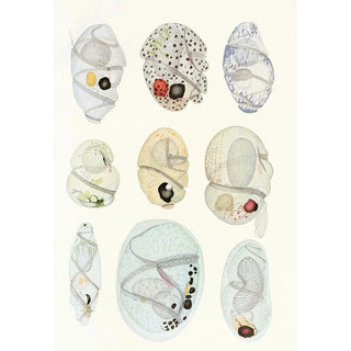 Charles Atwood Kofoid - The freeliving unarmored dinoflagellata pl 11.webp