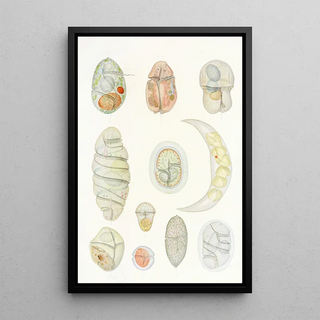 Charles Atwood Kofoid - The freeliving unarmored dinoflagellata pl 5.webp