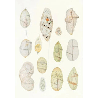Charles Atwood Kofoid - The freeliving unarmored dinoflagellata pl 7.webp