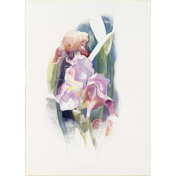 Iris purpur - Charles Demuth — gerahmtes Bild an der Wand