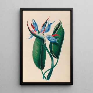 Charles Empson - Drawings of tropical flowers and fruits from South America Pl13.webp