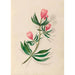 Blumen- und tropische Fruchtzeichnungen aus Südamerika Pl14 - Charles Empson — Ansicht des Kunstwerks
