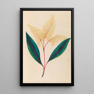 Charles Empson - Drawings of tropical flowers and fruits from South America Pl18.webp