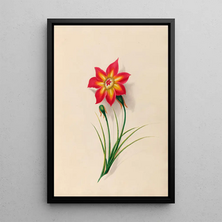 Charles Empson - Drawings of tropical flowers and fruits from South America Pl19.webp