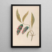 Zeichnungen von tropischen Blumen und Früchten aus Südamerika Pl24 - Charles Empson — gerahmtes Bild an der Wand