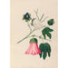 Zeichnungen von tropischen Blumen und Früchten aus Südamerika Pl29 - Charles Empson — Ansicht des Kunstwerks