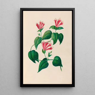 Charles Empson - Drawings of tropical flowers and fruits from South America Pl32.webp