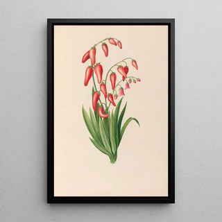 Charles Empson - Drawings of tropical flowers and fruits from South America Pl39.webp