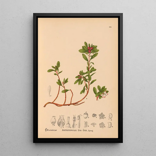 Charles Frederick Millspaugh - Medicinal Plants Pl001.webp