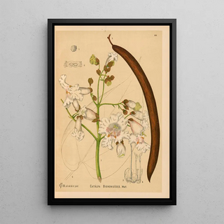 Charles Frederick Millspaugh - Medicinal Plants Pl002.webp