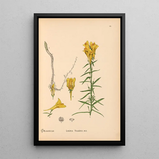 Charles Frederick Millspaugh - Medicinal Plants Pl004.webp