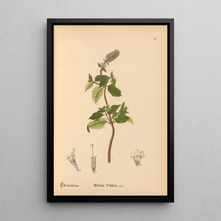 Charles Frederick Millspaugh - Medicinal Plants Pl009.webp