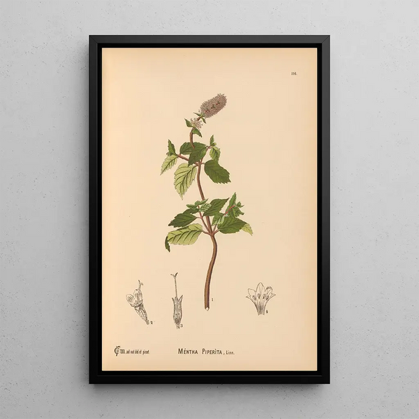 Charles Frederick Millspaugh - Medicinal Plants Pl009.webp