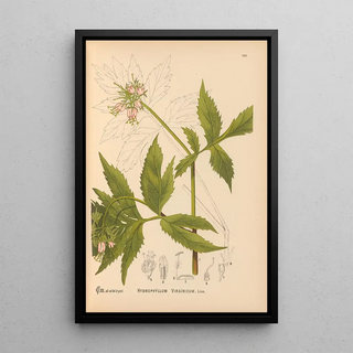 Charles Frederick Millspaugh - Medicinal Plants Pl016.webp