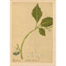 Reproduktion des Gemäldes Heilpflanzen Pl019 - Charles Frederick Millspaugh