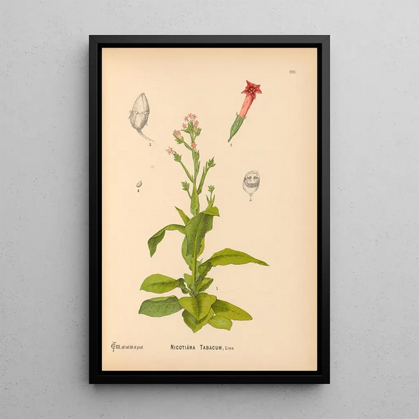 Charles Frederick Millspaugh - Medicinal Plants Pl022.webp