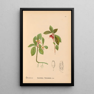Charles Frederick Millspaugh - Medicinal Plants Pl023.webp