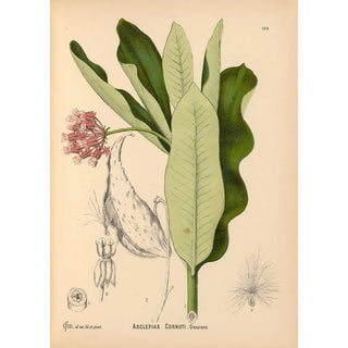 Charles Frederick Millspaugh - Medicinal Plants Pl029.webp