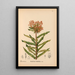 Heilpflanzen Pl030 - Charles Frederick Millspaugh — gerahmtes Bild an der Wand