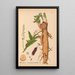 Heilpflanzen Pl035 - Charles Frederick Millspaugh — gerahmtes Bild an der Wand