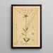 Heilpflanzen Pl044 - Charles Frederick Millspaugh — gerahmtes Bild an der Wand