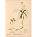 Reproduktion des Gemäldes Pflanzenheilmittel Pl045 - Charles Frederick Millspaugh