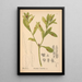 Heilpflanzen Pl048 - Charles Frederick Millspaugh — gerahmtes Bild an der Wand