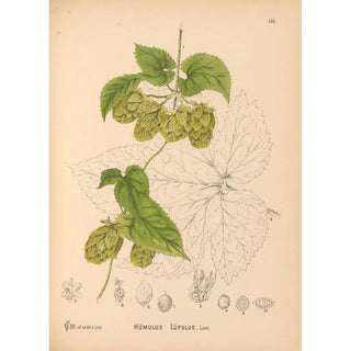 Charles Frederick Millspaugh - Medicinal Plants Pl052.webp