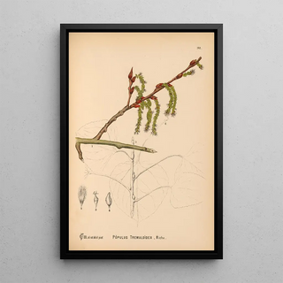 Charles Frederick Millspaugh - Medicinal Plants Pl060.webp