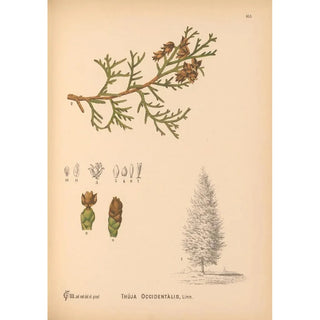 Charles Frederick Millspaugh - Medicinal Plants Pl063.webp