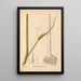 Pflanzenheilmittel Pl067 - Charles Frederick Millspaugh — gerahmtes Bild an der Wand