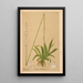 Heilpflanzen Pl071 - Charles Frederick Millspaugh — gerahmtes Bild an der Wand