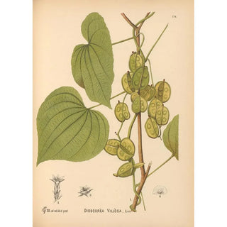 Charles Frederick Millspaugh - Medicinal Plants Pl073.webp