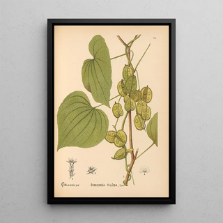 Charles Frederick Millspaugh - Medicinal Plants Pl073.webp