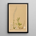 Heilpflanzen Pl076 - Charles Frederick Millspaugh — gerahmtes Bild an der Wand