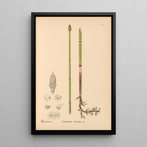 Charles Frederick Millspaugh - Medicinal Plants Pl079.webp