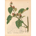 Reproduktion des Gemäldes Pflanzenmedizinische Gemälde Pl086 - Charles Frederick Millspaugh