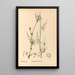 Heilpflanzen Pl087 - Charles Frederick Millspaugh — gerahmtes Bild an der Wand
