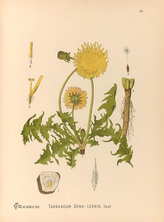 Charles Frederick Millspaugh - Medicinal Plants Pl089.webp