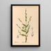 Heilpflanzen Pl093 - Charles Frederick Millspaugh — gerahmtes Bild an der Wand