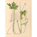 Reproduktion des Gemäldes Heilpflanzen Pl099 - Charles Frederick Millspaugh