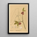 Heilpflanzen Pl106 - Charles Frederick Millspaugh — gerahmtes Bild an der Wand