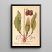 Heilpflanzen Pl112 - Charles Frederick Millspaugh — gerahmtes Bild an der Wand