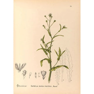 Charles Frederick Millspaugh - Medicinal Plants Pl118.webp